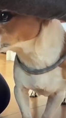 Coleira - Anti Pulgas e Carrapatos Original